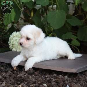 Meggie, Bichon Frise Puppy